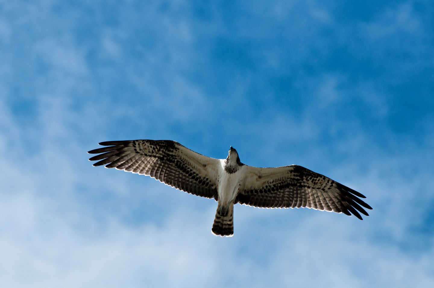 Falco Pescatore